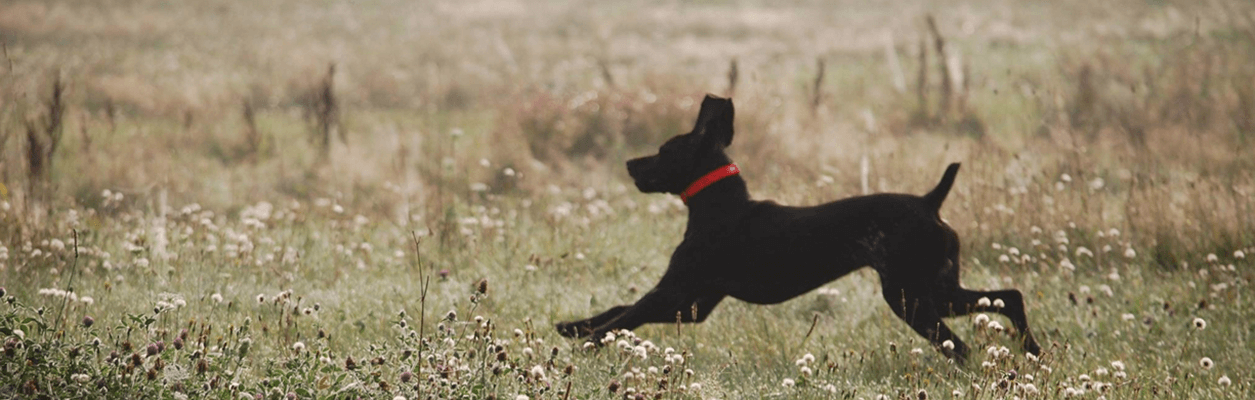 Photo of hunting dog running.