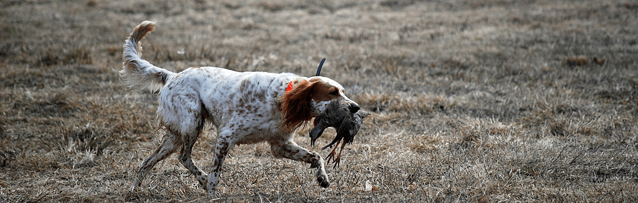 Photo of hunting dog with bird.