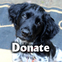 Help support Sebasticook NAVHDA!