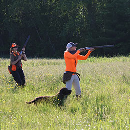 photo of pointing dog