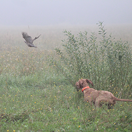 photo of pointing dog